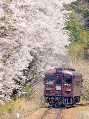 花びらを散らす桜の木と列車