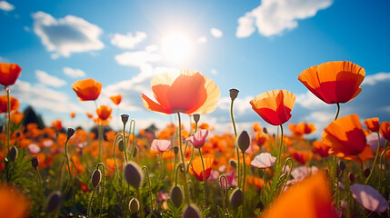 Obraz premium Landscape with nice sunset over poppy field - panorama