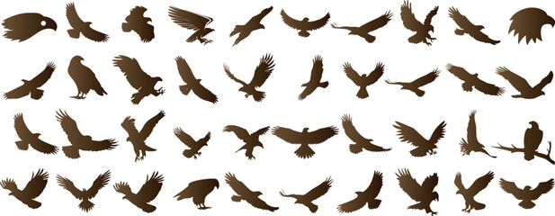 Eagle silhouettes, flying, wildlife, skyward, wingspan, predator, soar