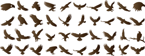 Fotobehang Eagle silhouettes, flying, wildlife, skyward, wingspan, predator, soar © Arafat