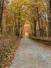 Naklejka premium path in autumn forest