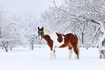 Beautiful paint vanner draft horse in winter snow park