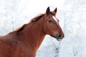 Obraz na płótnie Canvas Dressage thoroughbred horse in motion on snow ranch