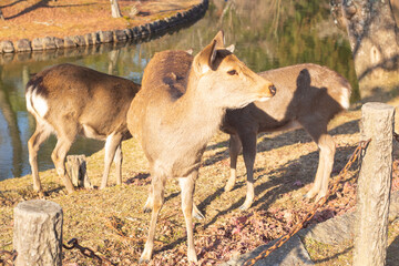 Lovely deer in Nara Park in Winter, Japan