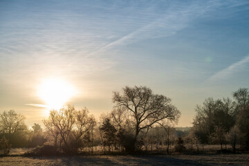 Fototapeta na wymiar sunrise over a group of trees in winter