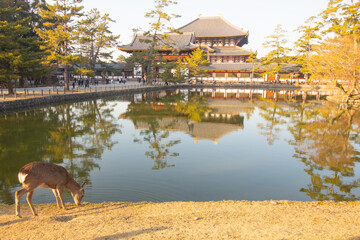 Beautiful Winter landscape at Todaiji Temple in Nara, Japan. A lovely deer eating grasses in Nara...