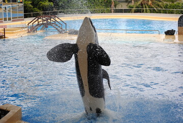 Orka © Suzana