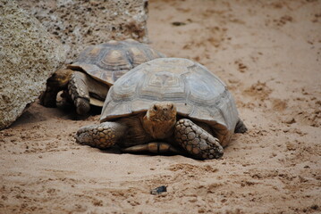Schildkröte