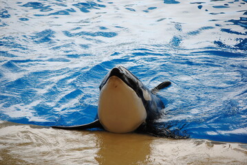 Orka © Suzana