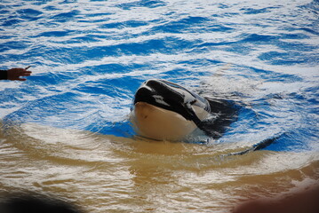 Orka © Suzana