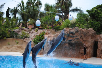 Delfinen Show © Suzana