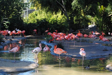 Eine Gruppe Flamingos am Wasser