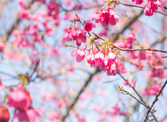 Beautiful and cute pink Sakura cherry blossom against blue sky, wallpaper background. Tai Po, Hong Kong