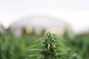 Outdoor cultivation of CBD hemp with flowering plant in the foreground