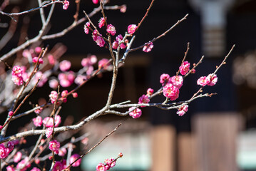 鎌倉　海蔵寺の１月２