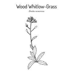Wood whitlow-grass (Draba nemorosa), edible and medicinal plant