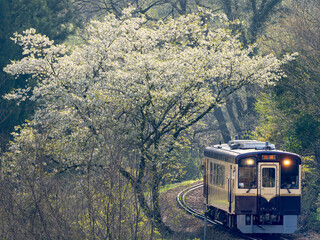 白いサクラの花と列車