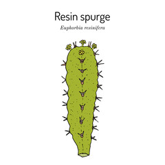 Resin spurge (Euphorbia resinifera), medicinal plant