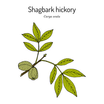 Shagbark hickory (Carya ovata), edible and medicinal plant
