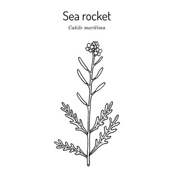 Sea rocket (Cakile maritima), edible and medicinal plant
