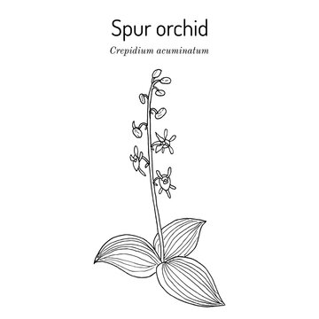 Spur orchid (crepidium acuminatum), medicinal plant
