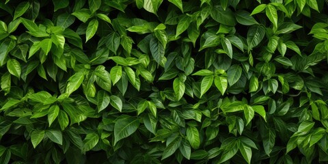 Fototapeta na wymiar Green Lush Foliage Create Beautiful Texture Background, Natural Forest Greenery Pattern