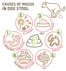 What may cause mucus in dog stool. Useful medical infographic with line icons.