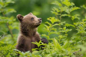 A bear cub revels in the freedom of the wilderness, a joyful spectacle of unbridled play