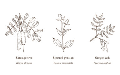 Collection of edible and medicinal plants