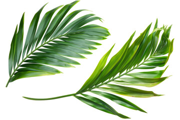 Pineapple leaf. Coconut leaf