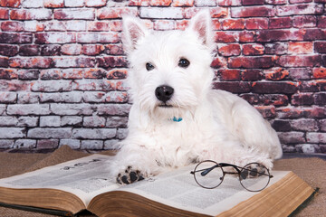 West Highland White Terrier dog puppy with book on brick wall background