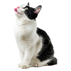 Studio portrait of a white and black cat licking and sitting down