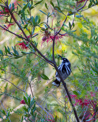 New Holland Honeyeater perched on branch near vibrant flowers and tree