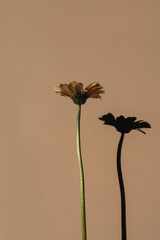 Aesthetic gerbera flower stems. Pastel tan warm beige colours