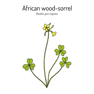 African wood-sorrel (Oxalis pes-caprae), edible and medicinal plant