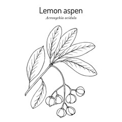 Lemon aspen (Acronychia acidula), edible and medicinal plant