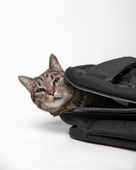 a satisfied cat with a sly look lies in a black backpack on a white background