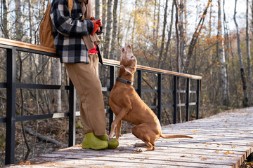 Pet owner training dog magyar vizsla while resting on wooden walkway after hiking in forest in warm...