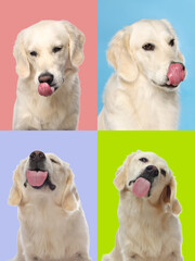Cute Labrador Retriever showing tongue, collection of photos on different colors backgrounds