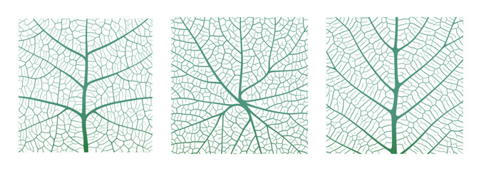 Leaf vein texture abstract background with close up plant leaf cells ornament texture pattern. Green and white organic macro linear pattern of nature leaf foliage vector illustration. - obrazy, fototapety, plakaty