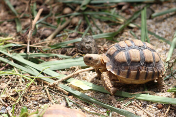 African Sulcata Tortoise Natural Habitat,Close up African spurred tortoise resting in the garden, Slow life ,Africa spurred tortoise sunbathe on ground with his protective shell ,Beautiful Tortoise