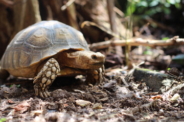 African Sulcata Tortoise Natural Habitat,Close up African spurred tortoise resting in the garden, Slow life ,Africa spurred tortoise sunbathe on ground with his protective shell ,Beautiful Tortoise