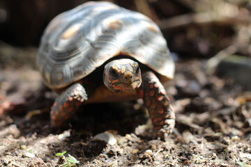 Cute small baby Red-foot Tortoise in the nature,The red-footed tortoise (Chelonoidis carbonarius) is a species of tortoise from northern South America
