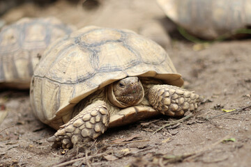 African Sulcata Tortoise Natural Habitat,Close up African spurred tortoise resting in the garden, Slow life ,Africa spurred tortoise sunbathe on ground with his protective shell ,Beautiful Tortoise