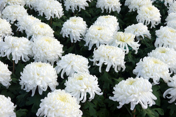 White color chrysanthemum. Chrysanthemum × morifolium (also known as florist's daisy and hardy garden mum, or in China juhua) is a species of perennial plant from family Asteraceae.