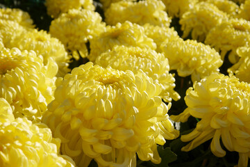 Yellow chrysanthemums under the sunshine, autumn flowers. Chrysanthemum is an important flower in Chinese culture.