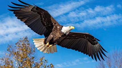 Fototapeta premium A breathtaking sight of a bald eagle soaring majestically amidst a pristine blue sky, an embodiment of freedom, power, and unbridled grace. Generated by AI.