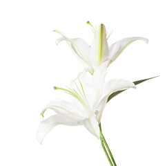 Two white Lily flowers isolated on a white background.
