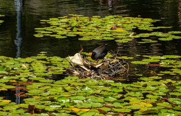 Dusky moorhen (gallinula tenebrosa) building a nest amongst the waterlilies