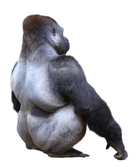 ニシゴリラ © toshihiro emi